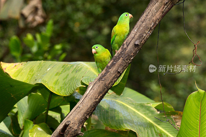 两只橙色长尾小鹦鹉(Brotogeris jugularis)或托维长尾小鹦鹉坐在哥斯达黎加的一个树枝上